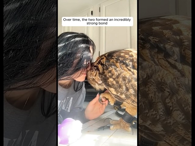 The woman adopted baby owl in her house #shorts class=