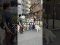【大型犬】3頭のハスキー撮ってみた