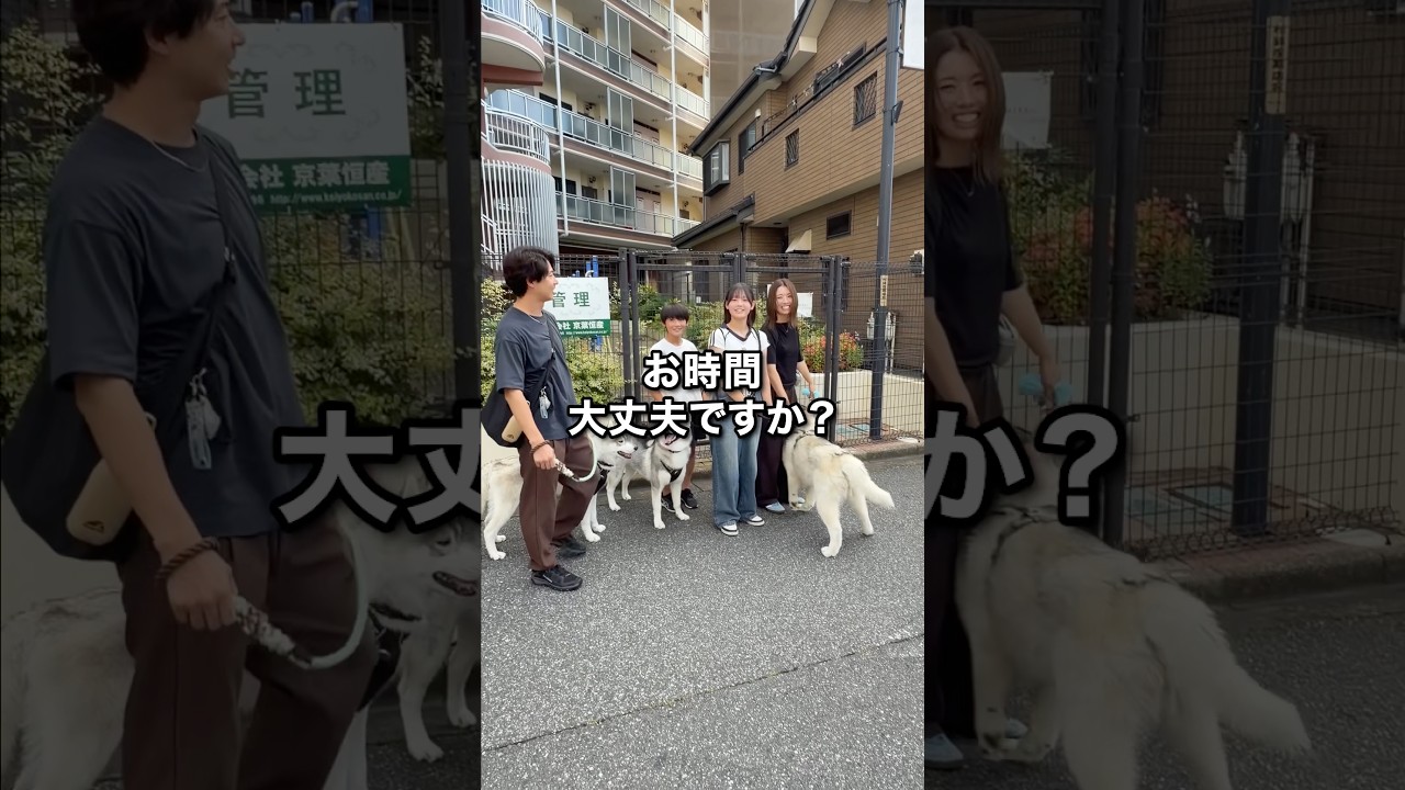 【大型犬】3頭のハスキー撮ってみた