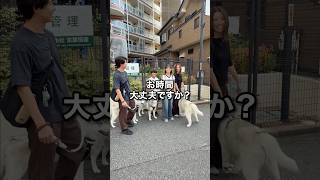 【大型犬】3頭のハスキー撮ってみた