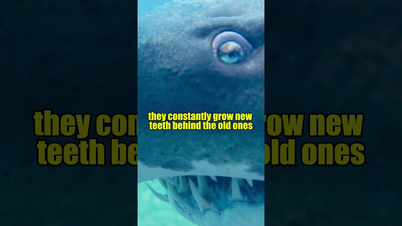 🦈