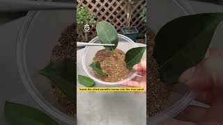 Simple propagation tips for camellia leaves #garden #gardening #gardentips #gardencare #gardentool