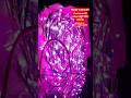 Your Wedding Deserves Better Lighting #trending #shorts #wedding