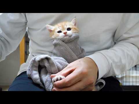 Cute little kitten that hates having its nails clipped so much it ends up wrapped in a towel…