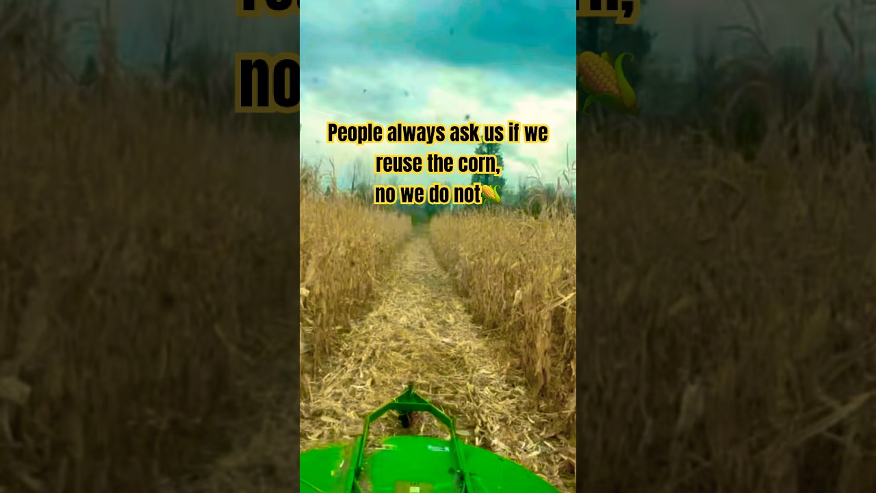 We do not reuse the corn 🌽 #music #remix #subscribe #funnymemes #funny #fyp ￼