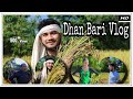 Dhan bari vlog  first time dhan cutting  new vlog 2079