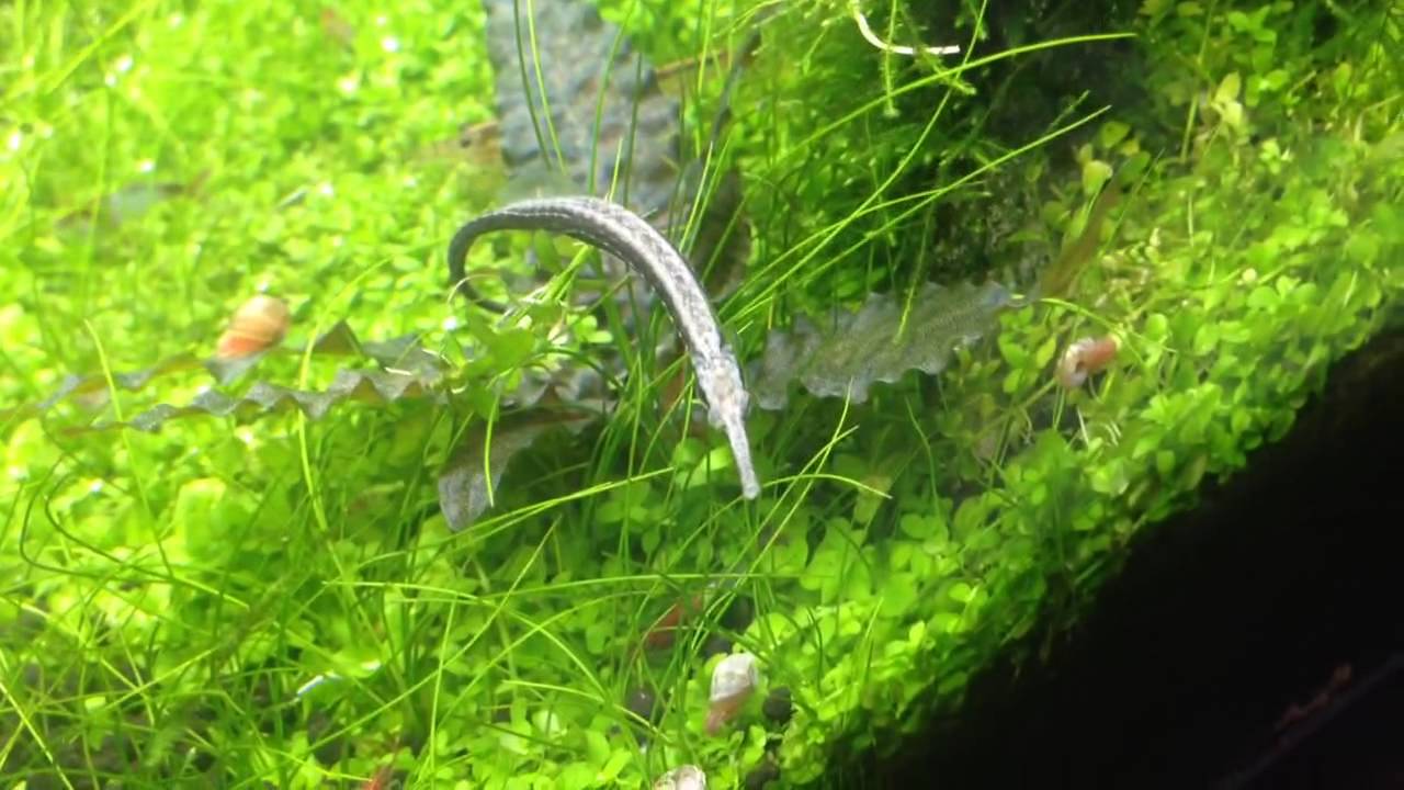 freshwater pipefish youtube