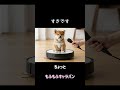 すきです