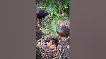 #اكسبلور #قران كريم #funny #المصحف #animals #ضحك #تيك توك #duet #kpop #blackpink 1