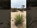 Joshua Tree National Park | Mojave Desert