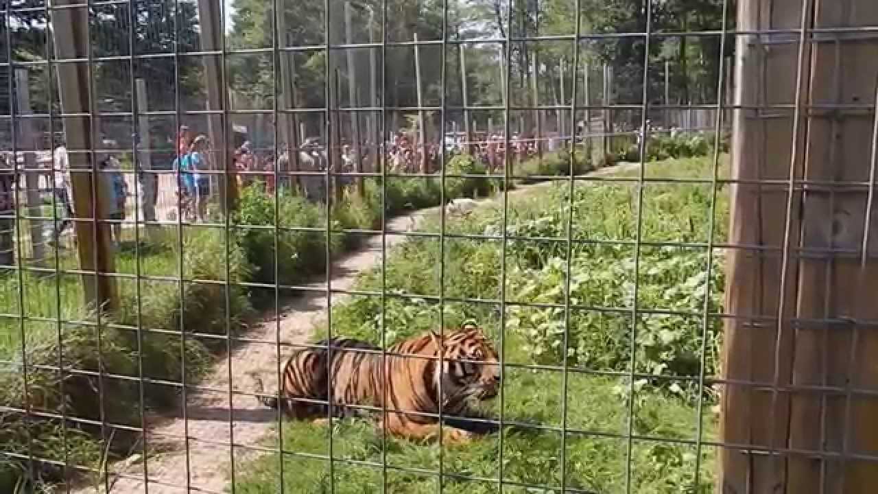 Feeding Tigers at the Zoo - YouTube
