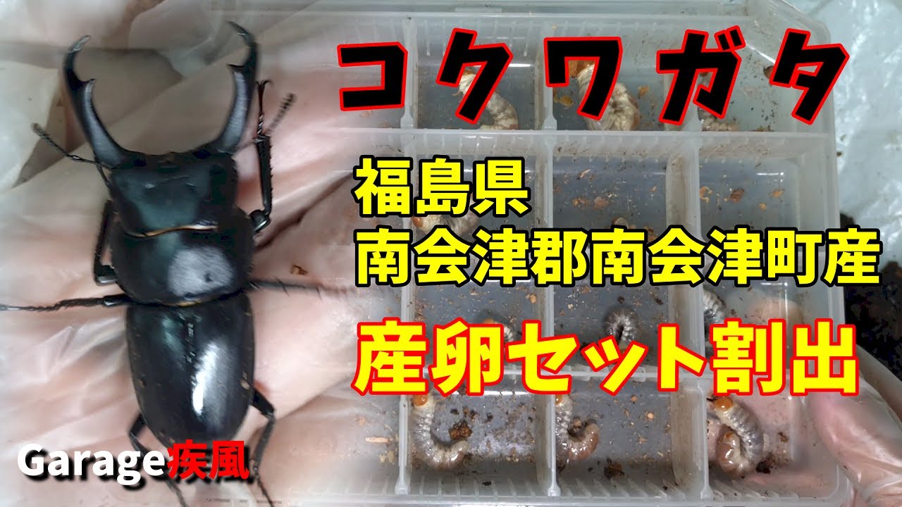 福島県産コクワガタ　産卵セット割出　２セット目　