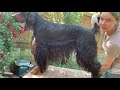 Gordon setter grooming - styling and shaping