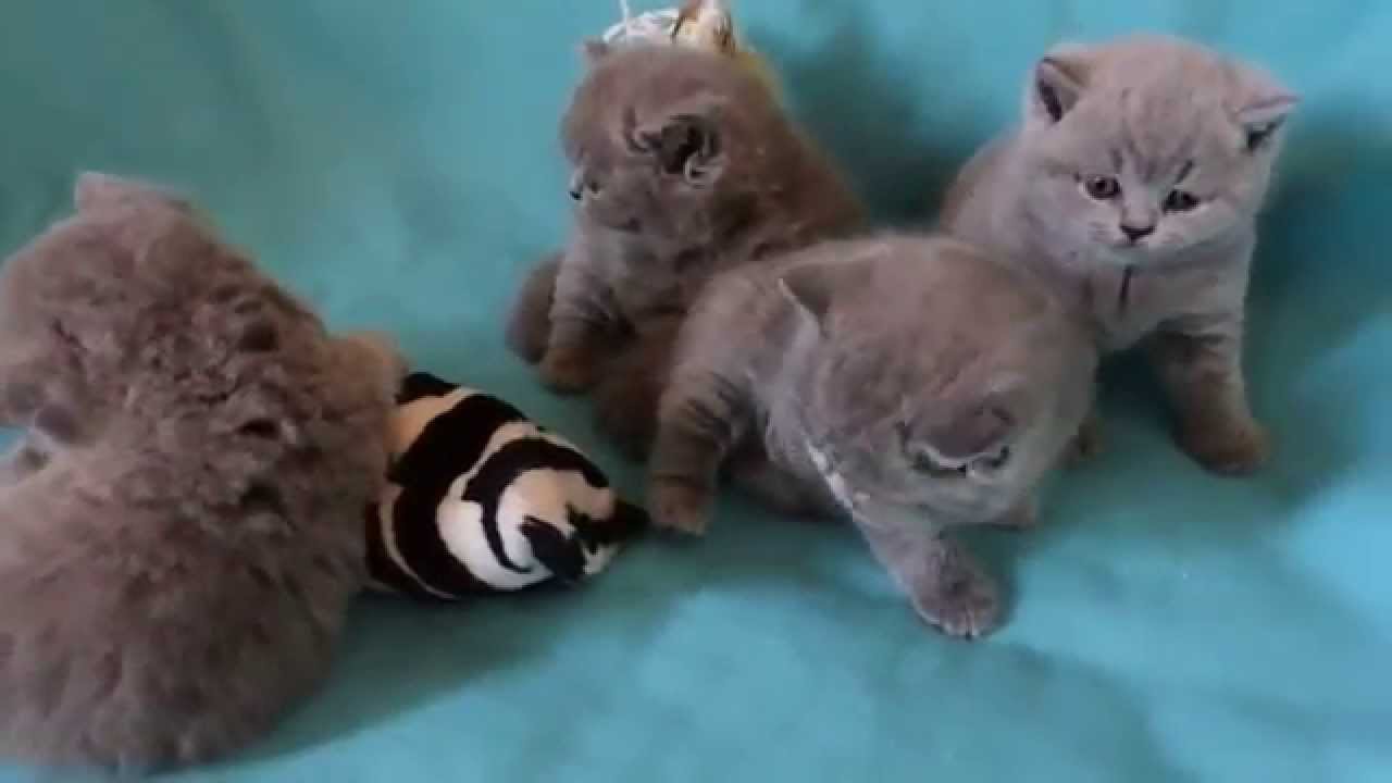 Wwwkatzen Hausde Of Diamond Castle Süße Bkh Babys In Blue