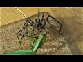 オオカマキリ♀ラストバトル　vsアシダカグモ！The Last Battle of the Giant Mantis! Vs the giant spider!