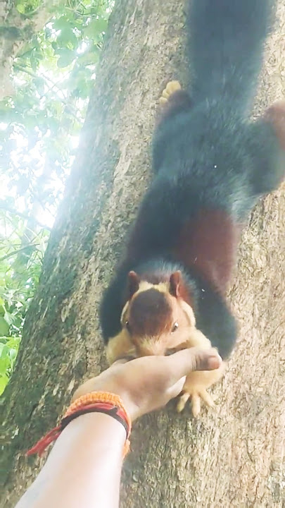 Mala annan/Malabar giant quirrel#shorts 😀
