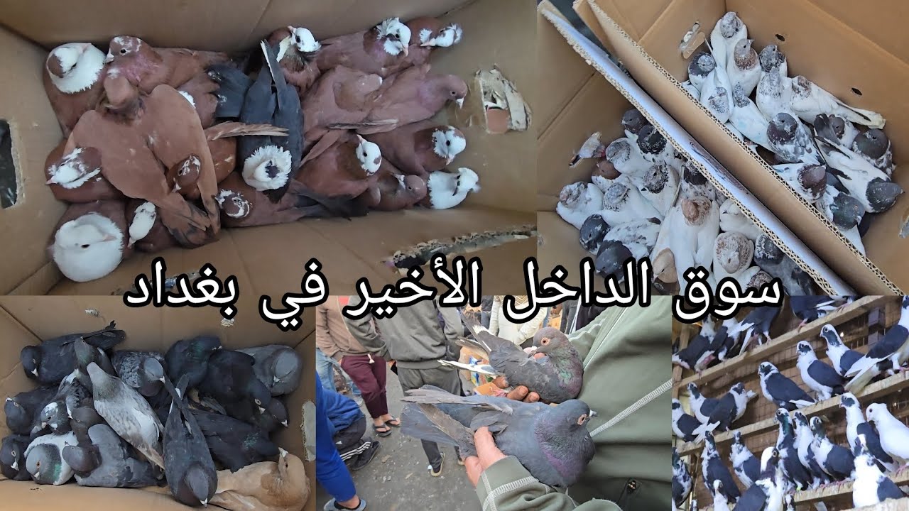 سوق الداخل الأخير انواع الحمام  واسعار مناسبة جدا  اليوم الخميس2024/12/26