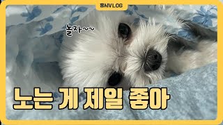 [Vlog] 홍시랑 놀아주실 분?!🐶 | 말티즈, 강아지놀이, 말티즈성격, 홍시tv