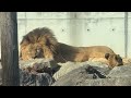 番外編 アースパパお昼寝中💤【番外編】【豊橋総合動植物公園のんほいパーク】