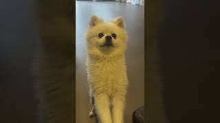 Öneçıkart Öpek Öpeksevgisi