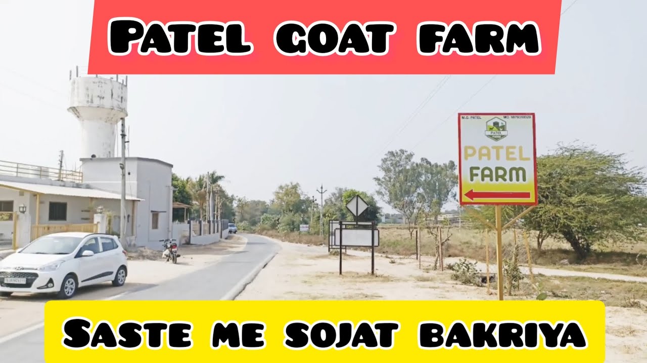 Patel goat farm | badarpur | mukim khan
