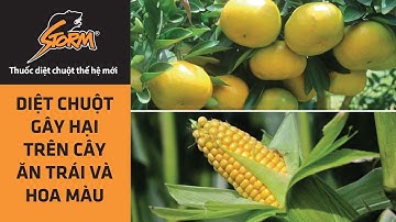 Diệt chuột gây hại trên cây ăn trái và hoa màu hiệu quả