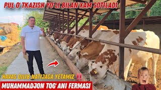107 Bosh Muhhammadjon Togʻa Fermasi  Tinimsiz Mexnat Va Natija Yangi Partiya mollar Sotiladi. 