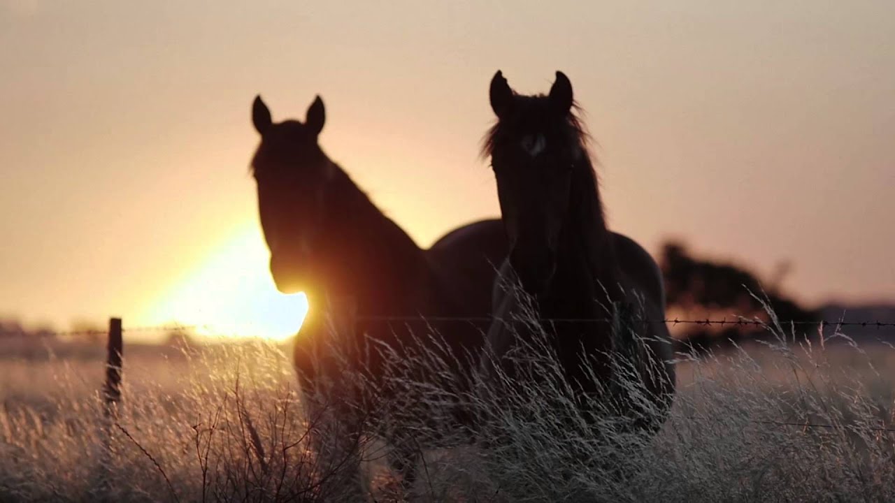 Guarda Camanchaca - Llano (Video Oficial) su YouTube Guarda Camanchaca - Llano (Video Oficial) su YouTube