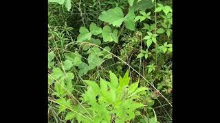 How To Tell The Difference Between Blackberries And Black Raspberries