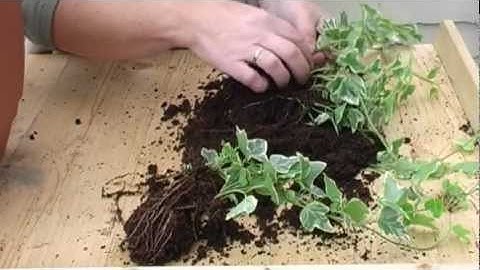 How to make a winter container (www.sungardening.co.uk)