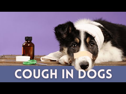 Video: Home rimedi per il trattamento di diarrea cane