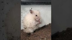 ハムポリch ハムスター土飼育 Youtube