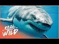 The Truth about Great White Sharks (Shark Documentary) | Real Wild