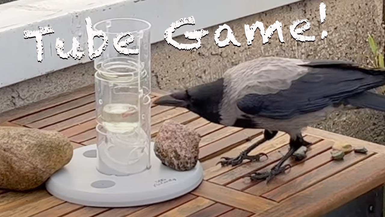 Befriending A Crow 15 Krari, Kruu & The Tube Game YouTube