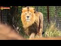 С виду интеллигентный лев, а ТАКУЮ ЗАВАРУШКУ устроил! Тайган. Lions life in Taigan.