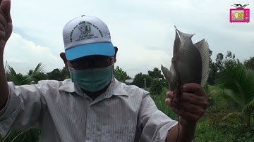 Trốn vô vườn dừa câu cá, không ngờ cá lên mỏi tay không kịp gỡ. Fishing in the coconut garden.