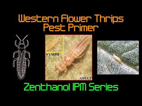 Video: Flower thrips - mgeni hatari kutoka ng'ambo ya bahari