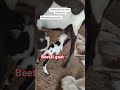 बकरी फ़ार्म #farming #goatfarmerlife #usmangoatfarm # बीटल बकरी