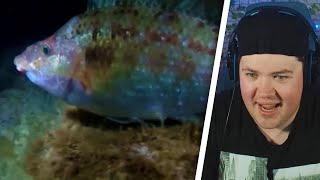 YouTube Kacke: Fische, die Fische sind | REAKTION