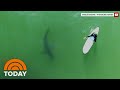 Drone Video Captures Great White Sharks Along California Coast | TODAY
