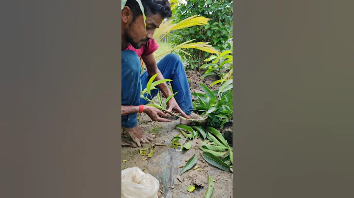 Epicotyl Grafting or Stone Grafting of Mango #shorts #mango #satisfying