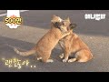 주인에게 버림받은 강아지를 위로해주는 고양이 ㅣCat Comforts A Dog Who's Abandoned By His Owner