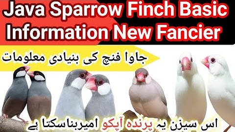 Java sparrow Basic Information New Fancier || Java Finch Information Urdu/Hindi
