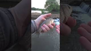 А вы отпускаете рыбу? #рыбалка #fishing #фидер #карась #shorts