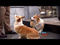 Corgis 101: Everything you need to know about Queen Elizabeth's favorite dog - New Day NW