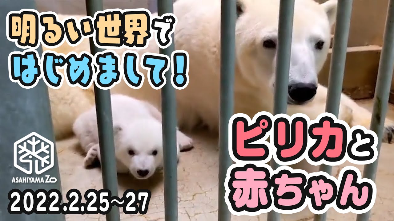 【旭山動物園】明るい世界で初めまして！🐻‍❄️🐻‍❄️直接撮影ピリカと赤ちゃん(2/25~27) [AsahiyamaZoo] Polar bear, Pirika and her baby.