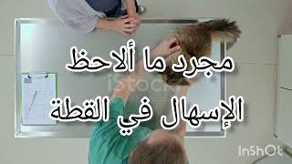 الإسهال في القطط، أسبابه، أعراضه،علاجه و الوقاية منه 