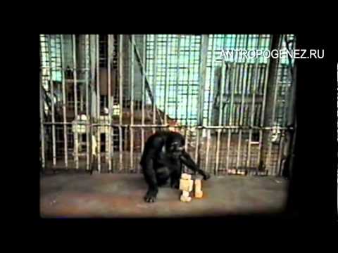 Шимпанзе Доню посетило вдохновение…