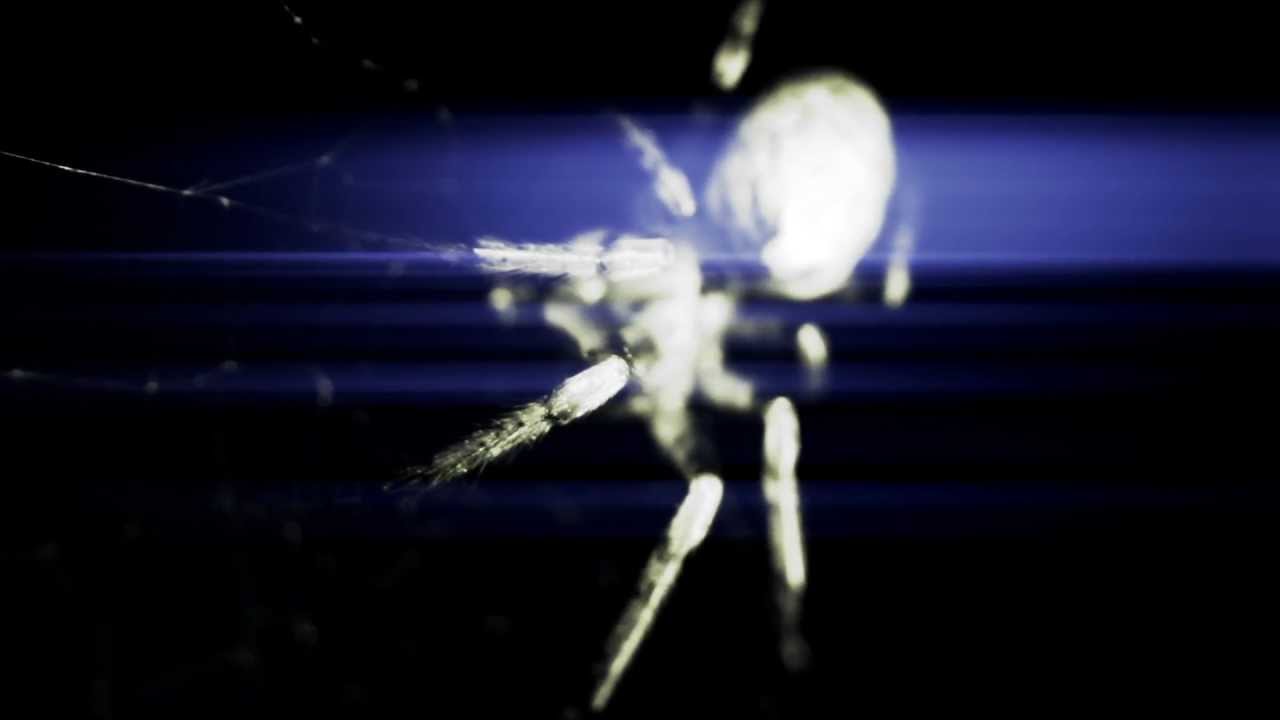 Bipolar Spider