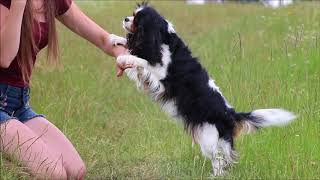 Dog tricks by Pami ♡ the Cavalier king charles spaniel